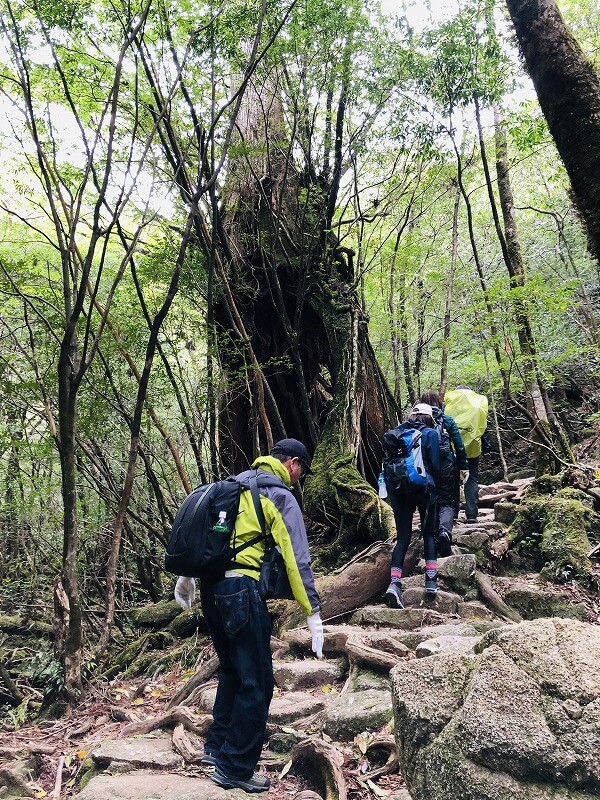 两天半玩遍屋久岛 探访自然遗产，感受大自然魅力