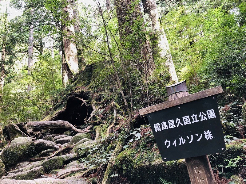 两天半玩遍屋久岛 探访自然遗产，感受大自然魅力