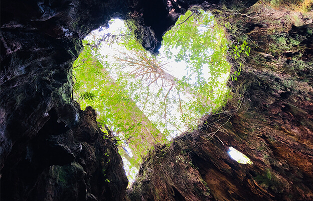 两天半玩遍屋久岛 探访自然遗产，感受大自然魅力