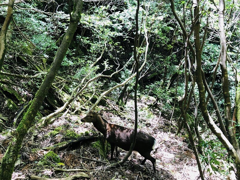 两天半玩遍屋久岛 探访自然遗产，感受大自然魅力