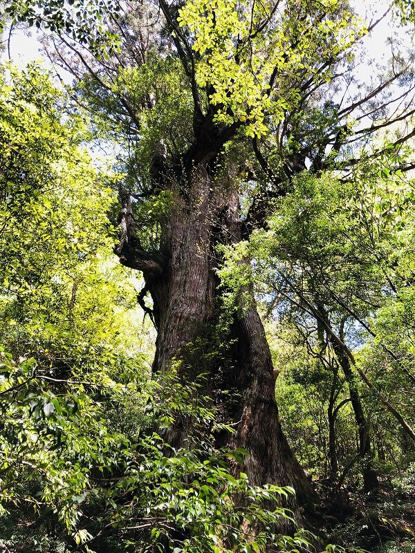 两天半玩遍屋久岛 探访自然遗产，感受大自然魅力