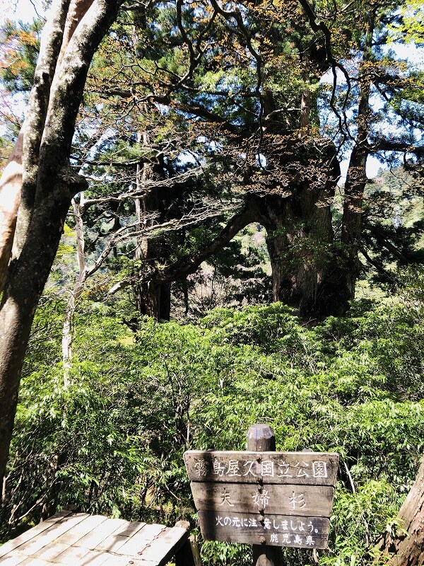 两天半玩遍屋久岛 探访自然遗产,感受大自然魅力