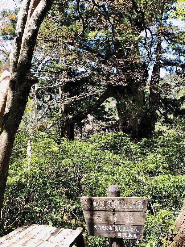 两天半玩遍屋久岛 探访自然遗产，感受大自然魅力