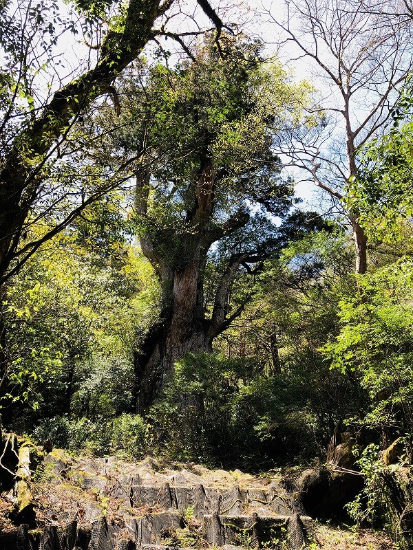 两天半玩遍屋久岛 探访自然遗产，感受大自然魅力