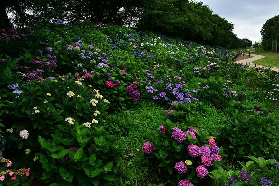 云海与紫阳花更配 埼玉9处紫阳花赏花胜地 客观日本