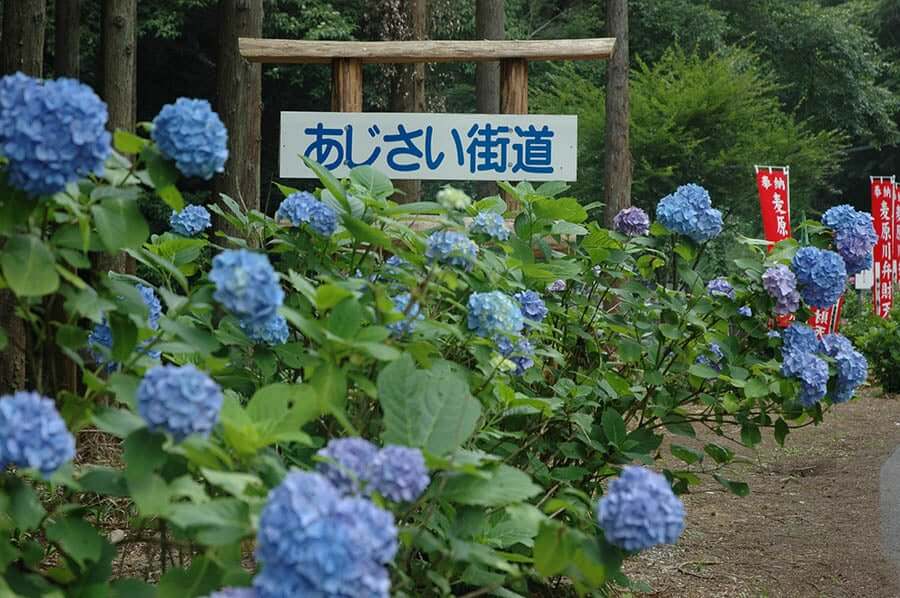 云海与紫阳花更配！埼玉9处紫阳花赏花胜地