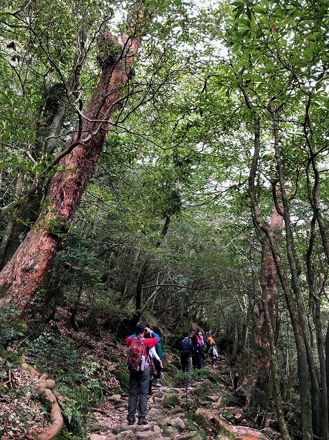 两天半玩遍屋久岛（完）探访幽灵公主拯救的那片森林——白谷云水峡