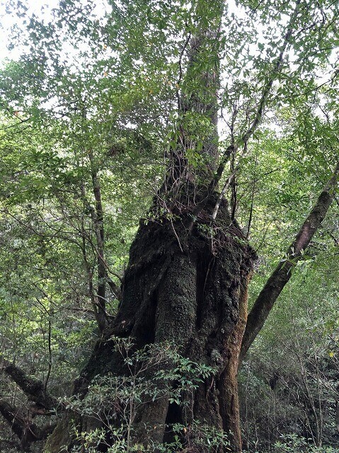 两天半玩遍屋久岛(完)探访幽灵公主拯救的那片森林——白谷云水峡