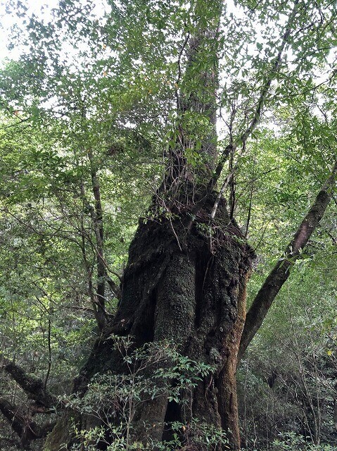 两天半玩遍屋久岛（完）探访幽灵公主拯救的那片森林——白谷云水峡