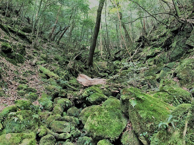 两天半玩遍屋久岛（完）探访幽灵公主拯救的那片森林——白谷云水峡