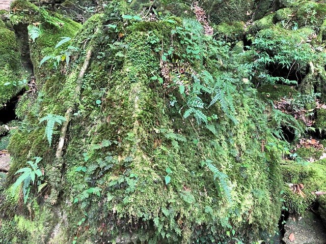 两天半玩遍屋久岛(完)探访幽灵公主拯救的那片森林——白谷云水峡