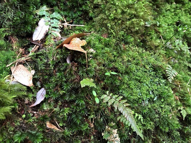 两天半玩遍屋久岛(完)探访幽灵公主拯救的那片森林——白谷云水峡