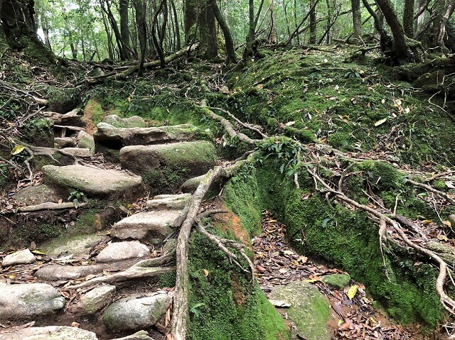 两天半玩遍屋久岛(完)探访幽灵公主拯救的那片森林——白谷云水峡