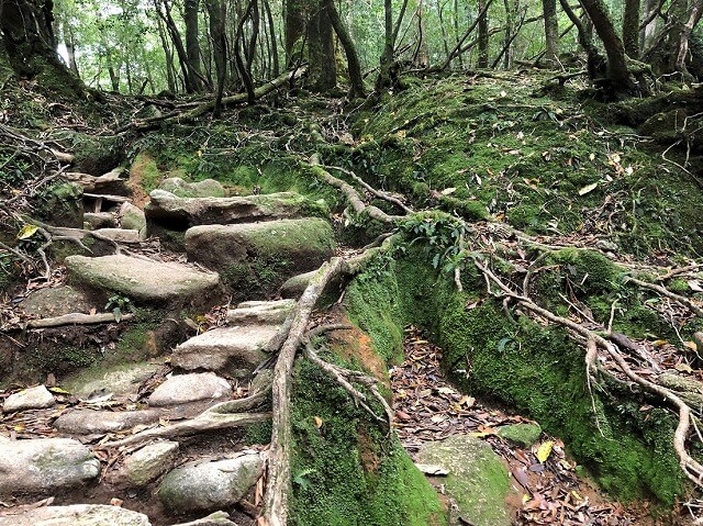 两天半玩遍屋久岛（完）探访幽灵公主拯救的那片森林——白谷云水峡