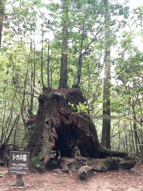 两天半玩遍屋久岛(完)探访幽灵公主拯救的那片森林——白谷云水峡