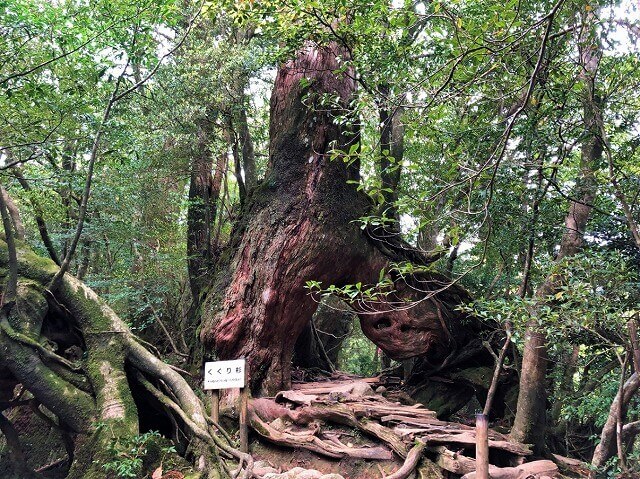 两天半玩遍屋久岛（完）探访幽灵公主拯救的那片森林——白谷云水峡