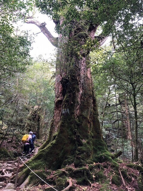 两天半玩遍屋久岛（完）探访幽灵公主拯救的那片森林——白谷云水峡