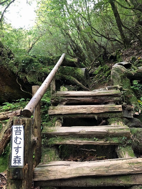 两天半玩遍屋久岛(完)探访幽灵公主拯救的那片森林——白谷云水峡