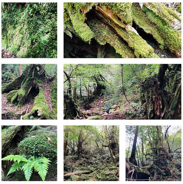 两天半玩遍屋久岛(完)探访幽灵公主拯救的那片森林——白谷云水峡