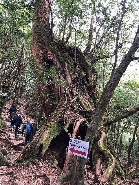 两天半玩遍屋久岛(完)探访幽灵公主拯救的那片森林——白谷云水峡