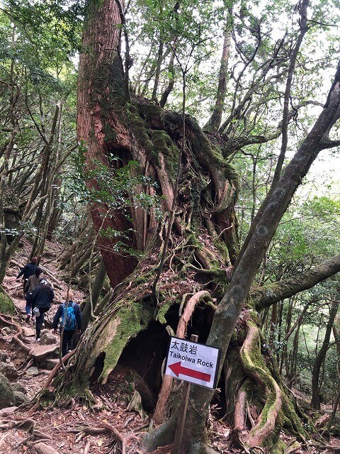 两天半玩遍屋久岛（完）探访幽灵公主拯救的那片森林——白谷云水峡