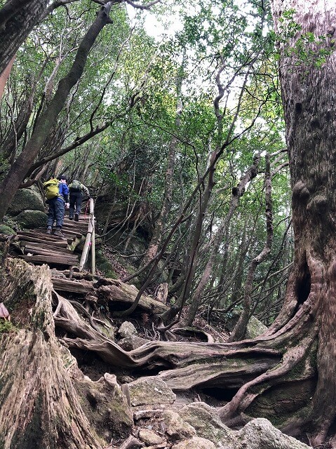 两天半玩遍屋久岛(完)探访幽灵公主拯救的那片森林——白谷云水峡