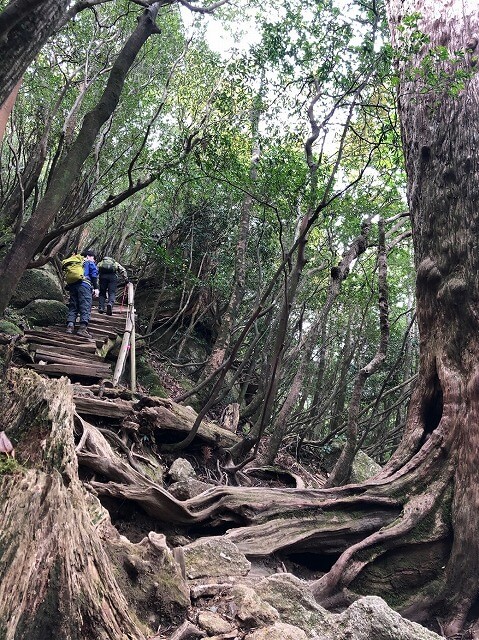 两天半玩遍屋久岛（完）探访幽灵公主拯救的那片森林——白谷云水峡