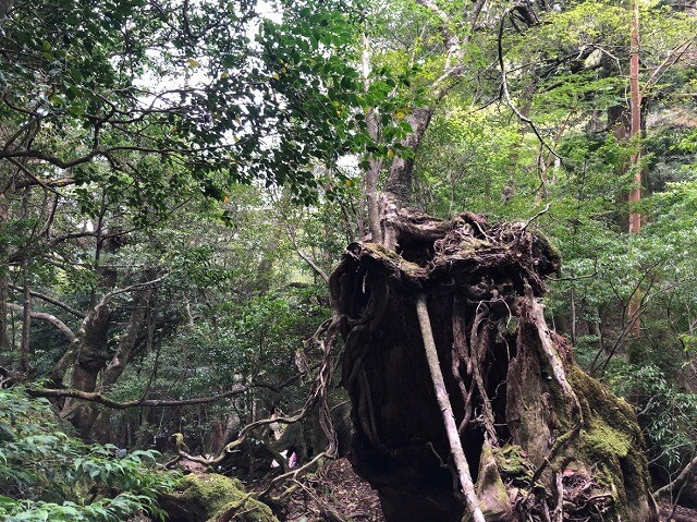 两天半玩遍屋久岛(完)探访幽灵公主拯救的那片森林——白谷云水峡