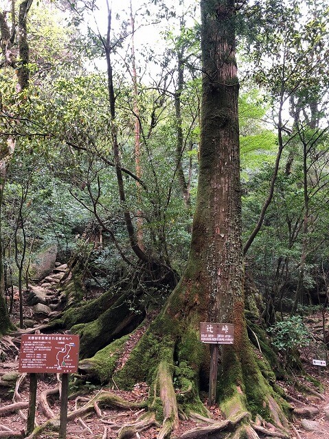 两天半玩遍屋久岛（完）探访幽灵公主拯救的那片森林——白谷云水峡