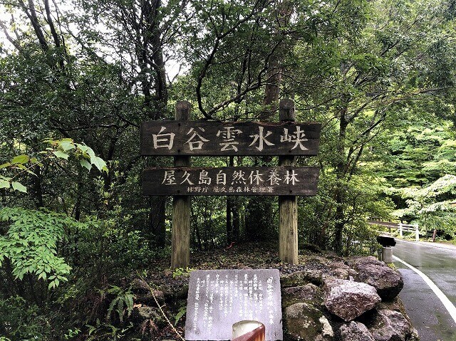两天半玩遍屋久岛(完)探访幽灵公主拯救的那片森林——白谷云水峡