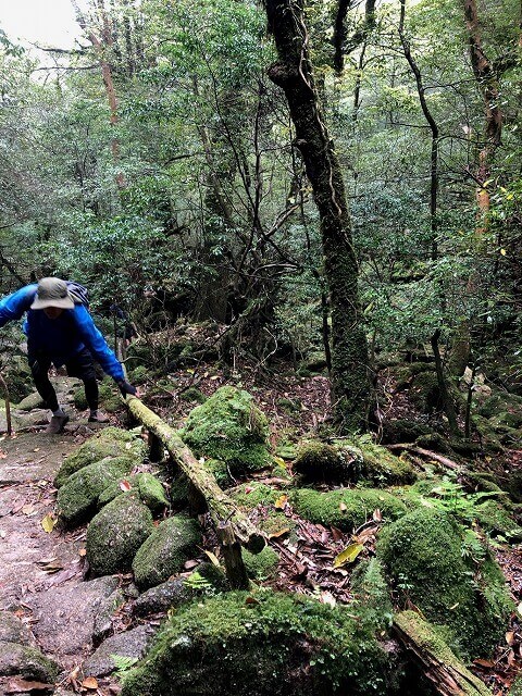 两天半玩遍屋久岛（完）探访幽灵公主拯救的那片森林——白谷云水峡