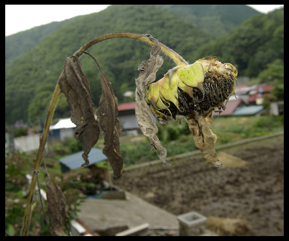 写真芦川 生生不息