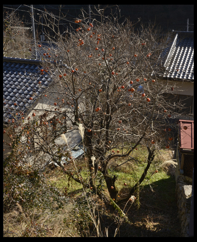 写真芦川 生生不息