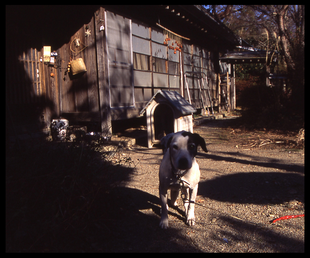 写真芦川 生生不息