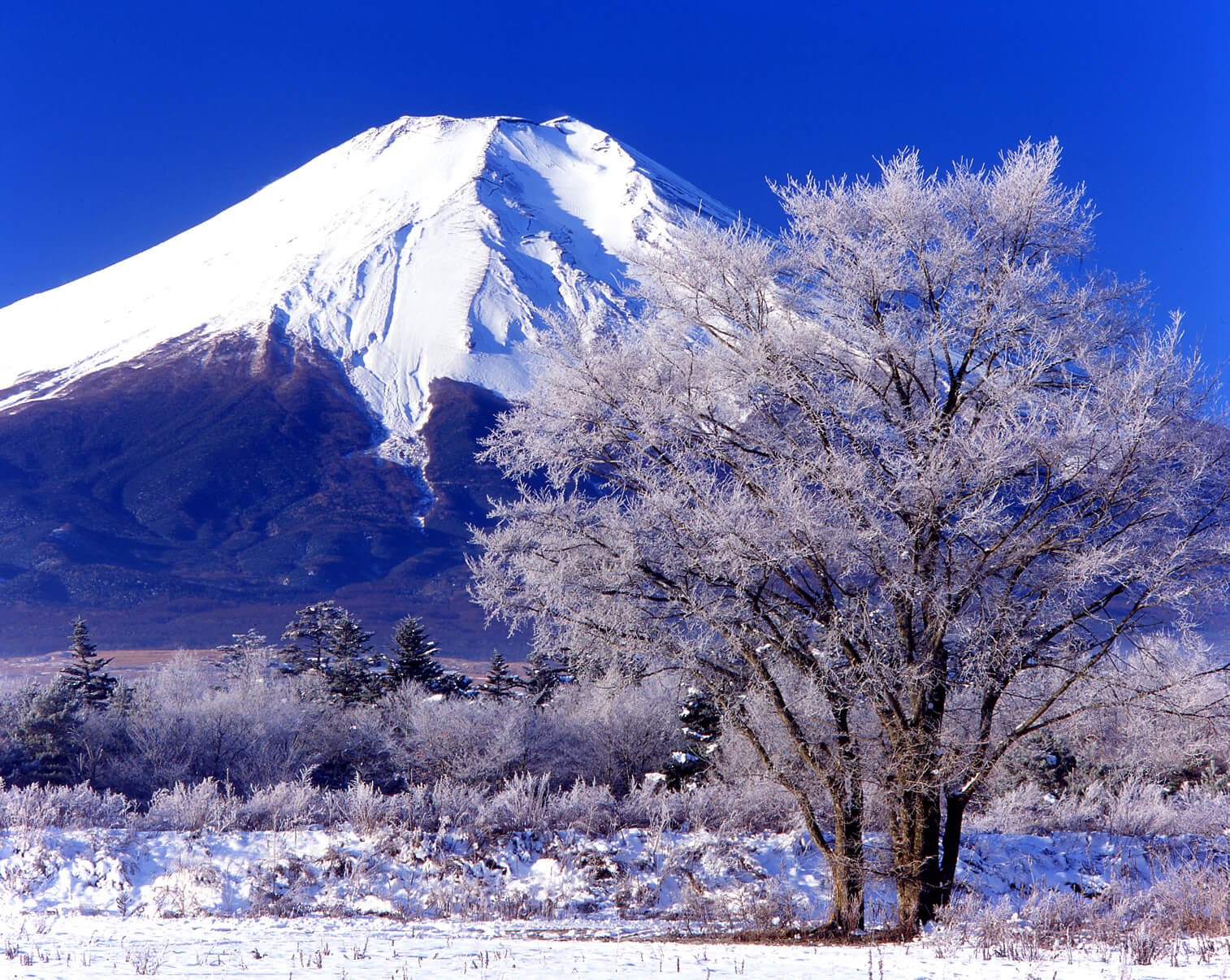 千姿百态富士山