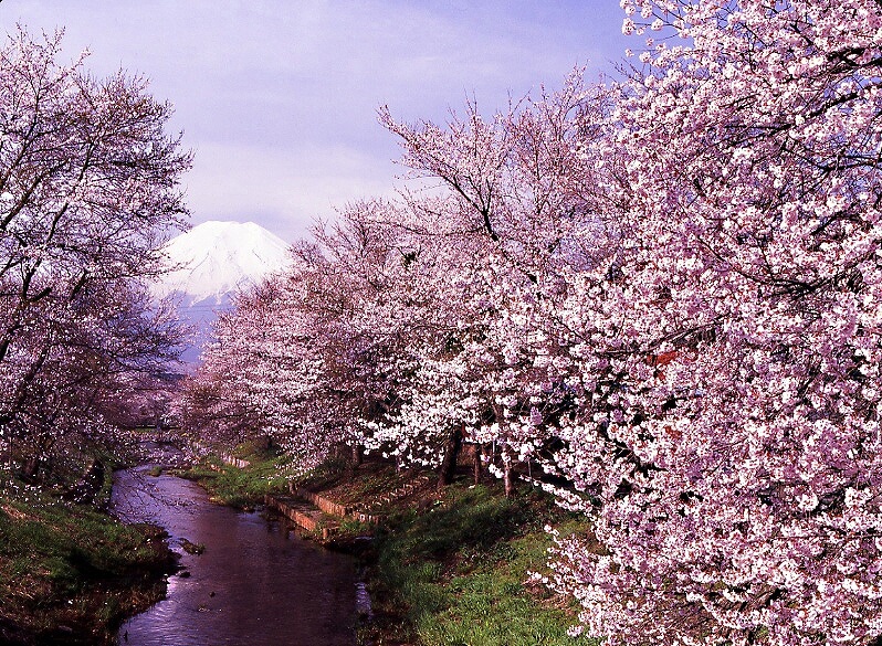 千姿百态富士山