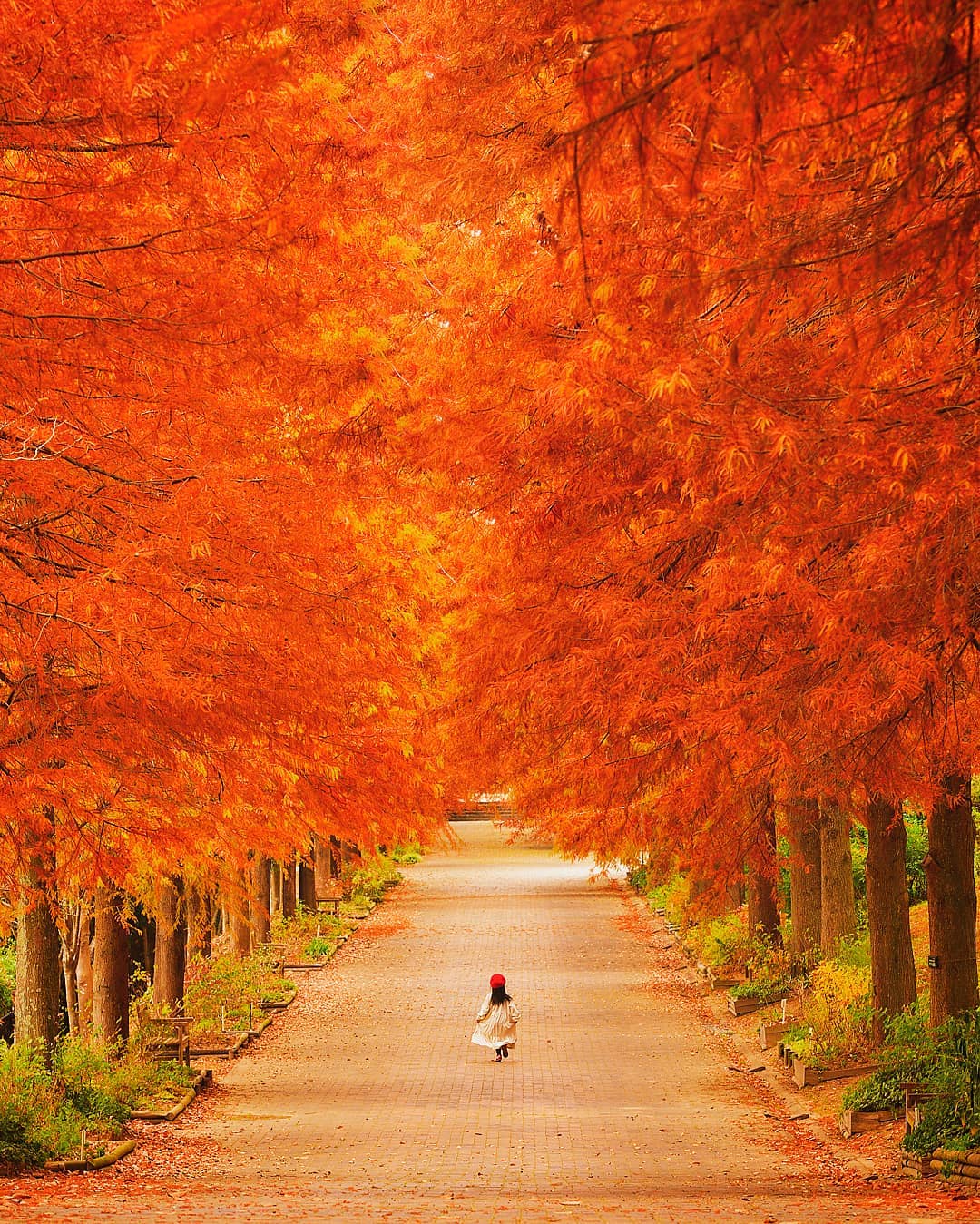 Wallpaper autumn, trees, pond, Park, stones, Japan, pagoda, the bridge, Kyoto, the bushes images ...
