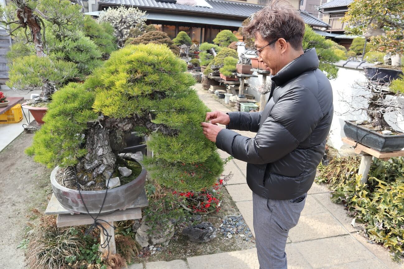 盆景，有生命的艺雕——热爱盆景的那些日本人