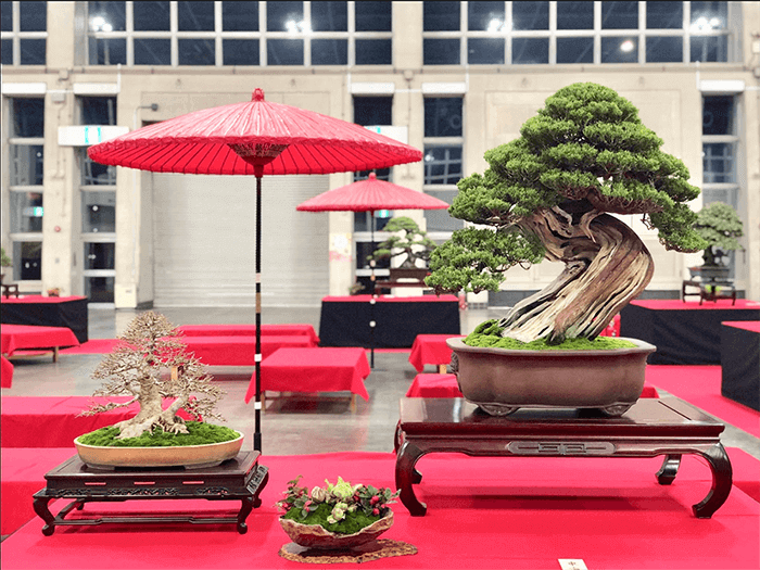 盆景,有生命的艺雕——热爱盆景的那些日本人